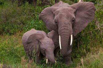 Baby Elephant Wallpaper