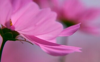 Wallpaper Flower Mobile Cute Petals Pink Purple Widescreen