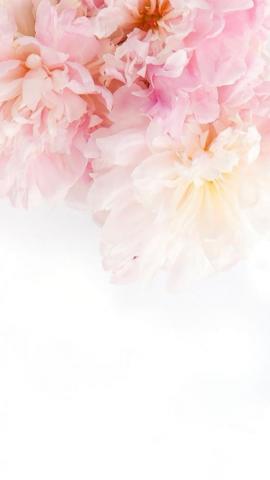 On Wallpaper Beautiful Flower