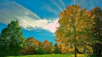 Forests Wallpaper Background For High Resolution HD