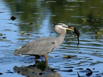 Great Blue Heron Wallpaper Android