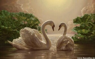 Swan Wallpaper Juvenile Mute Swans HD