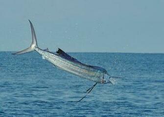 Saltwater Fly Fishing Wallpaper