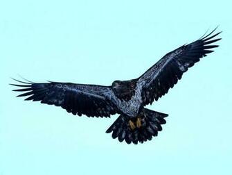 Wallpaper Juvenile Bald Eagle