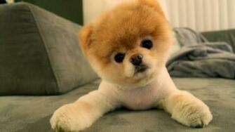 Boo Pomeranian Wallpaper Computer