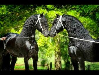 Friesian Horses Wallpaper