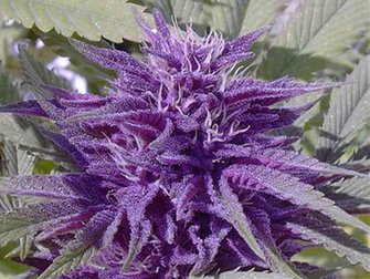Purple Weed Strains Power Marijuana Strain