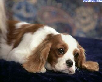 Sfondi Cocker Spaniel In Alta Definizione HD