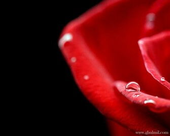 Red Rose Love Wallpaper E Entertainment