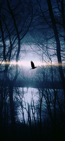 Bird iPhone Wallpaper