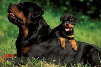Rottweiler Puppy Wallpaper Screensaver On HD For Pc