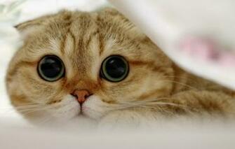 Wallpaper Cat Look Muzzle Scottish Fold Image For Desktop