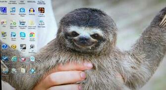 Sloth Wallpaper Weddingdressin
