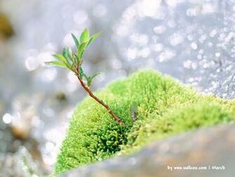 Early Spring Scene Wallpaper No Desktop