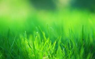 Green Grass Field HD Desktop Wallpaper New
