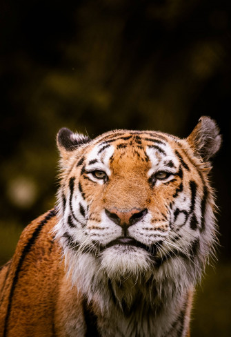 Tiger iPhone Wallpaper