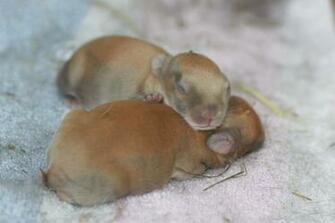 Cute Baby Bunnies HD Wallpaper In Animals Imageci