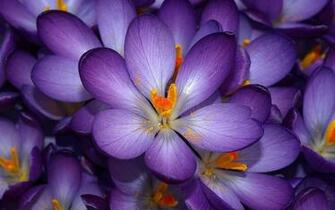 Scenery Wallpaper Includes Autumn Purple Crocus Makes You