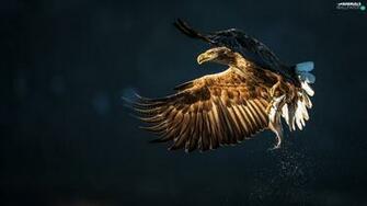 Fish Eagle Animals Wallpaper