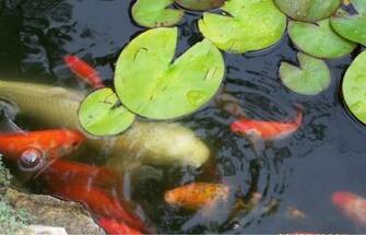 Koi Pond Wallpaper
