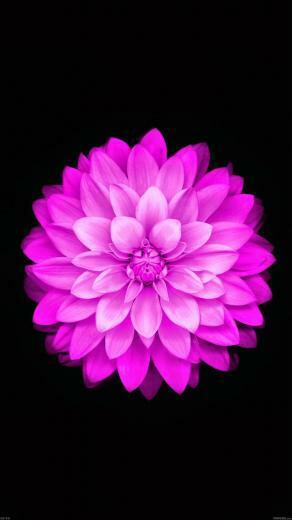 Wallpaper Apple Red Lotus iPhone6 Plus Ios8 Flower Jpg