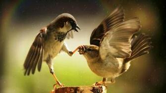 Finches HD Wallpaper FullHDwpp Full