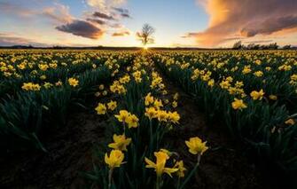 Wallpaper Field Sunset Flowers Tree Yellow Daffodils