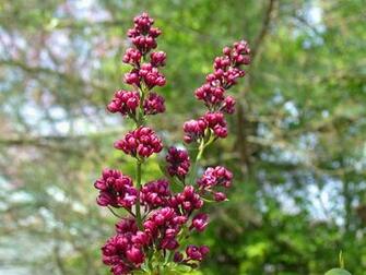 Common Lilac Pictures Wallpaper Photo