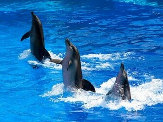 Cute Dolphin Wallpaper Beemirror
