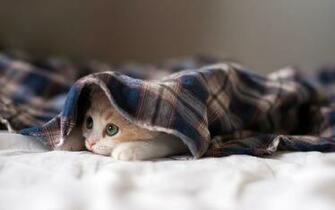 Sleepy Kitten Wallpaper HD