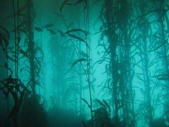 Water Blue Ocean Nature Fish Plants Lakes Algae Underwater