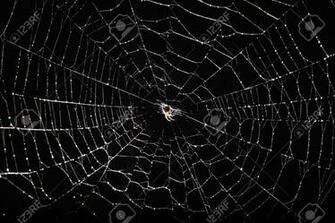 Spider Web Background