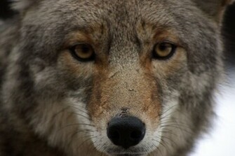 File Coyote Closeup Jpg