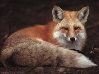 Fox Wallpaper Enjoy For Your Computer Desktop