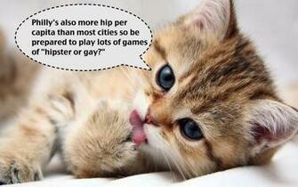 Funny Kitten Quotes Wallpaper Cute Kittens