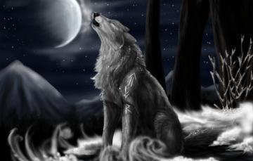 Wallpaper Night The Moon Stars Wolf North Howl Image For