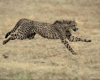 Running Cheetah