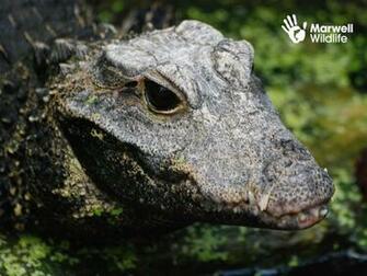 Crocodile HD Wallpaper Image