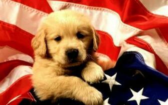 Cute HD National Dog Day Wallpaper For Celebration And Concern