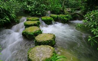 Camphor River Forest Photography Wallpaper Landscape
