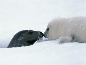 Baby Seal Wallpaper