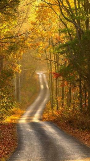 Autumn Path HD Wallpaper For Your iPhone Plus And