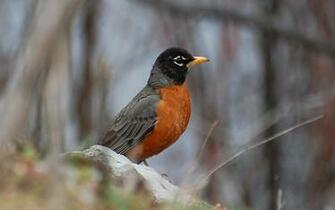 Suzanne Britton Nature Photography American Robin