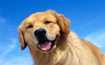 Golden Retriever Wallpaperart