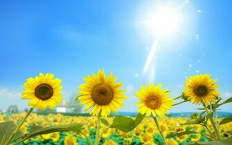 Sunflowers Wallpaper