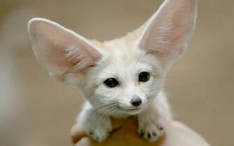 Fennec Fox HD Wallpaper Background Image Id