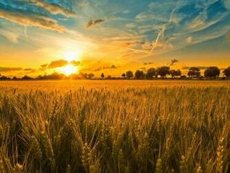 Sunset Over A Field Of Rye Wallpaper