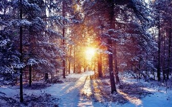 Snow Trees Forest Wallpaper Desktop