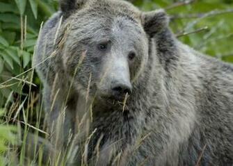 Funny Wallpaper HD Grizzly Bear