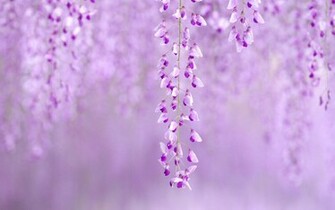 Spring Flowers Background